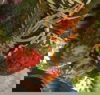 Faber Vineyard and Winery - Accommodation QLD