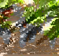 Waybourne Winery - Accommodation QLD