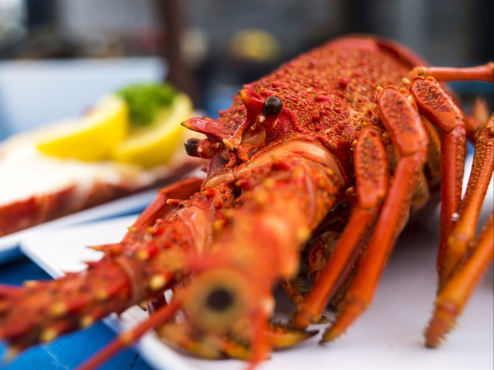 Coles Bay TAS Accommodation QLD