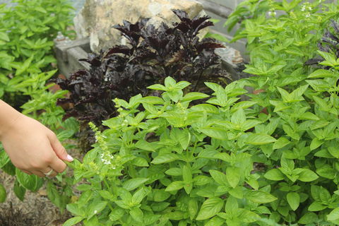 Hillview Herb Farm - Accommodation QLD 1