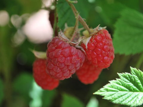 Westerway Raspberry Farm - Accommodation QLD 0