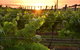 Bennetts On Bellarine Winery - thumb 0