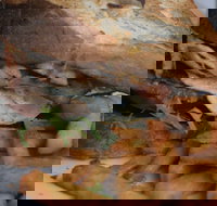 Oasis by the river restaurant  cafe - Accommodation QLD