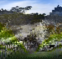 Mount Majura Vineyard - Accommodation QLD