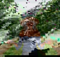 Cherryhill Orchards - Accommodation QLD