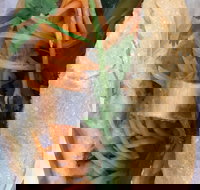 WOW Banh Mi - Accommodation QLD