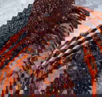 Lobster Shack Tasmania - Accommodation QLD