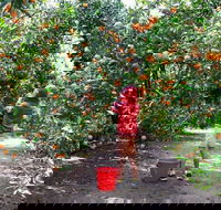 Fords Farm - Accommodation QLD