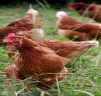 Holbrook Paddock Eggs - Accommodation QLD