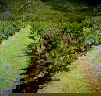 Gartelmann Wines - Accommodation QLD