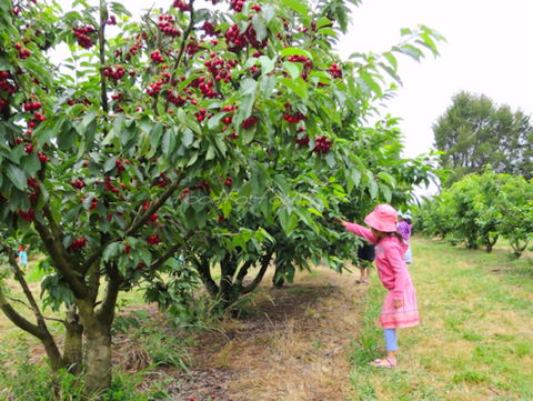 Allambie Orchard And Cafe - Accommodation QLD 2