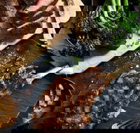 Outback Steakhouse Wollongong - Accommodation QLD