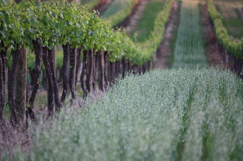 Two Rivers Wines - Accommodation QLD 2