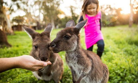 Woodstock Coterie Estate - Accommodation QLD 16