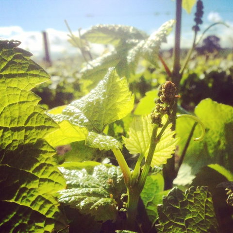 Punt Road Winery - Accommodation QLD 1