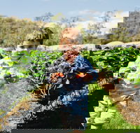 Hillwood Berries Farmgate  Pick Your Own - Accommodation QLD