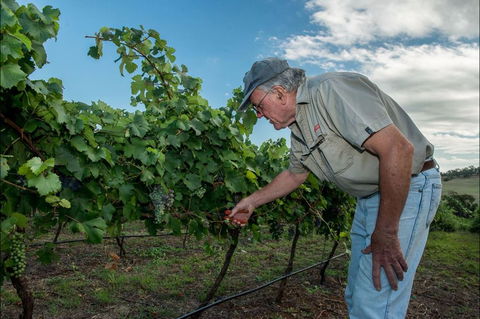 Vale Creek Wines - Accommodation QLD 2