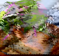 Barchino - Accommodation QLD