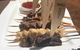Outback Jacks Bar & Grill Northbridge - thumb 1
