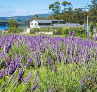 Port Arthur Lavender - Accommodation QLD
