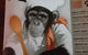 Brass Monkey - thumb 2
