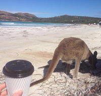 Lucky Bean - Accommodation QLD