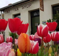 Tiny Tea Shop - Accommodation QLD