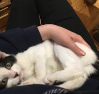 MeowMe Cafe - Accommodation QLD