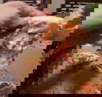 Domino's Pizza Reynella - Accommodation QLD