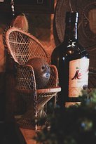 Jungle Bar - Accommodation QLD 5