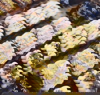 Butcher Baker Coffeemaker - Accommodation QLD