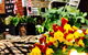 Peachester Cafe - thumb 2