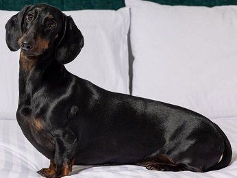 The Sebel Canberra Civic Hotel - Accommodation QLD 14