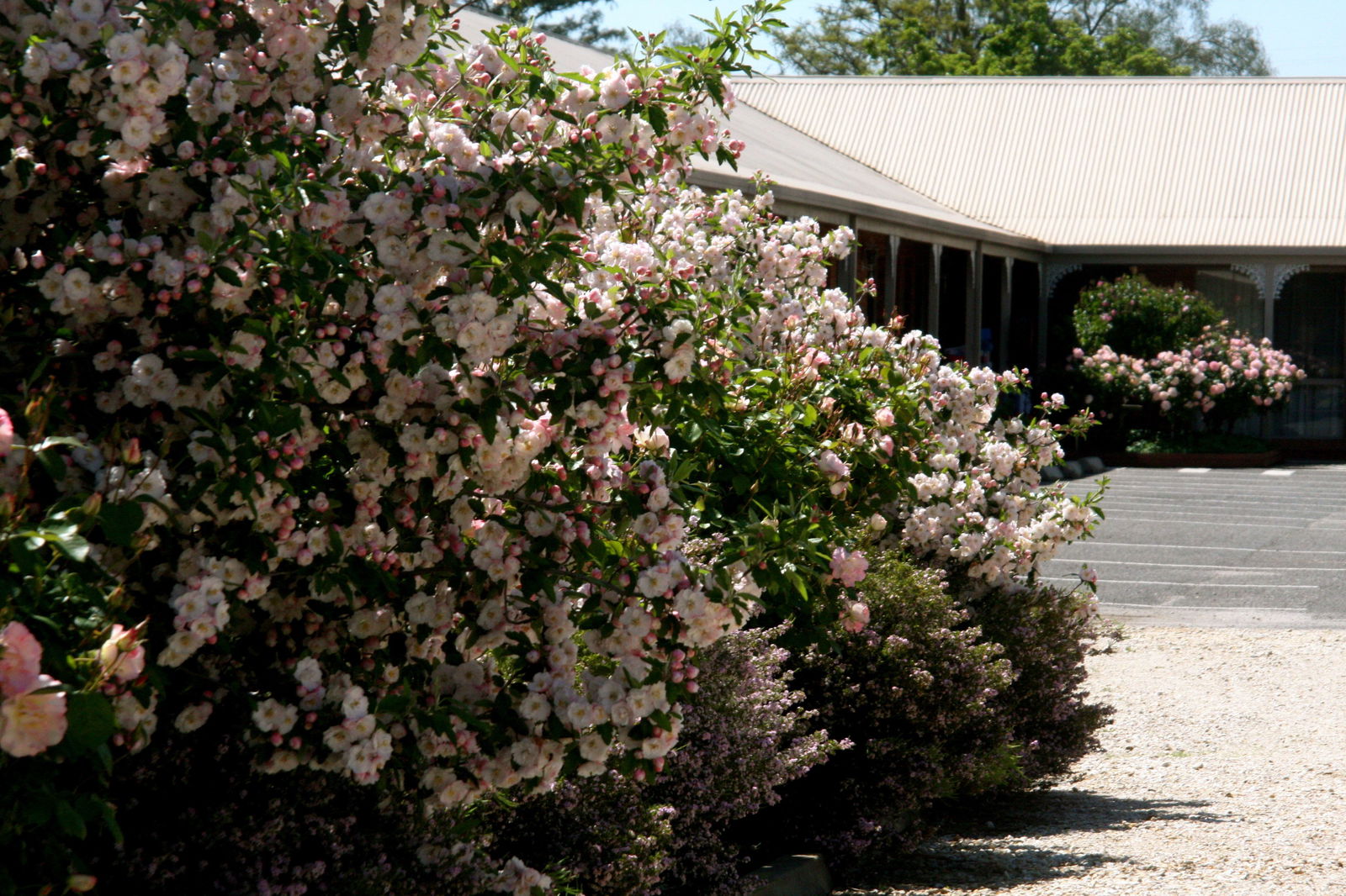 Carlyle VIC Accommodation QLD