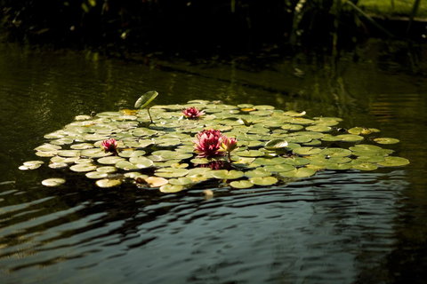 University House - ANU - Accommodation QLD 17