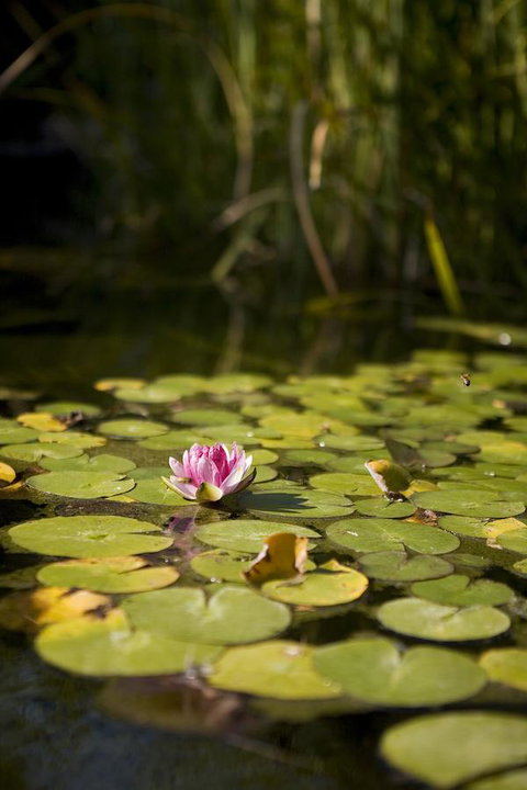 University House - ANU - Accommodation QLD 35