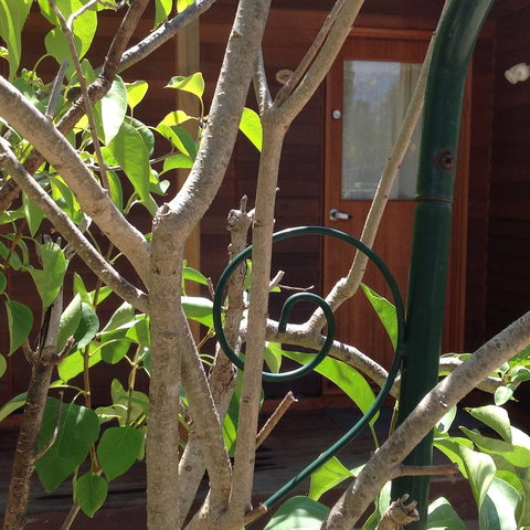 The Cook Cottage - Accommodation QLD 10