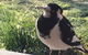 Finches Canberra - thumb 26
