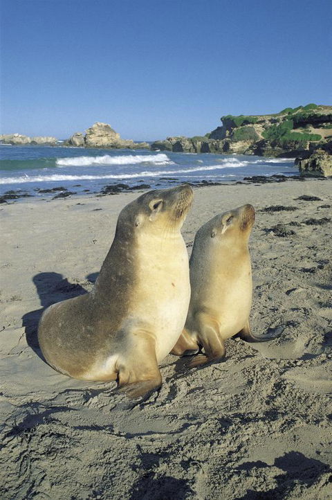 Kangaroo Island Seafront - Accommodation QLD 40