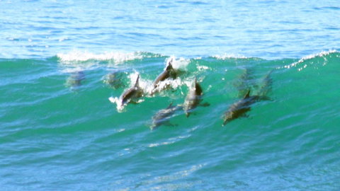 Mollymook Beach Waterfront - Accommodation QLD 4