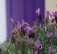 The Purple Door on Seaview - Accommodation QLD