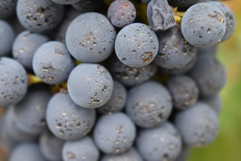 A Coonawarra Experience - Accommodation QLD 23