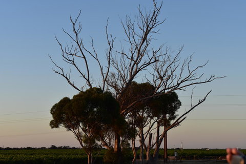 A Coonawarra Experience - Accommodation QLD 24