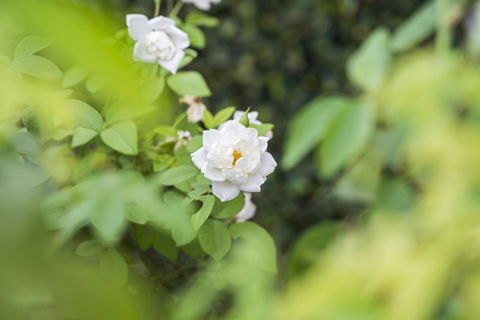 Garden City Motor Inn - Accommodation QLD 40