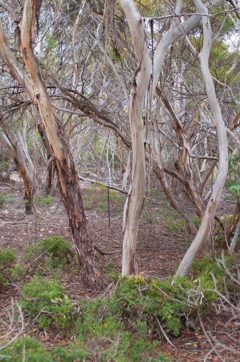 Kestrel Downs - Accommodation QLD 19