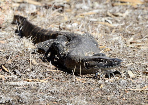 Sea Dragon Kangaroo Island - Accommodation QLD 24