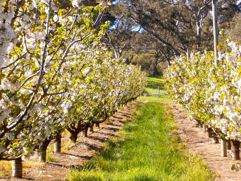 STUDIO ECHUNGA Adelaide Hills - Accommodation QLD 18