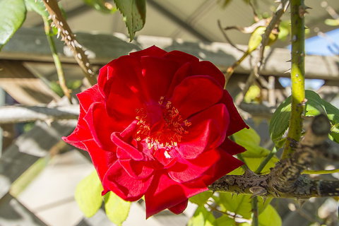 Stoneleigh Cottage Bed And Breakfast - Accommodation QLD 16