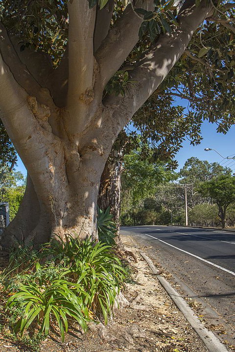 Stoneleigh Cottage Bed And Breakfast - Accommodation QLD 25