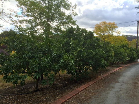 Vineyard Cottage BnB - Accommodation QLD 11